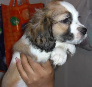 MaleCockerspanielpups