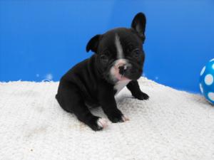 FemaleFrenchbulldogpuppyforsale