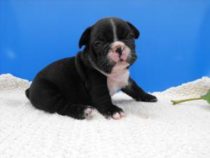 MALEPuppyforsale