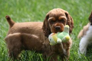 AKCCockerSpanielPuppies