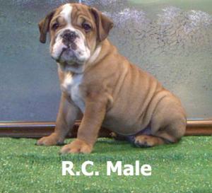 RegisteredEnglishBulldogpuppiesforsale