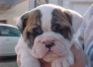 AffectionateGorgeousBulldogpuppy