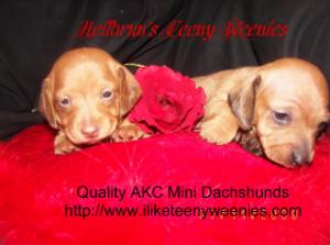 AKCMiniatureDachshundsPuppies