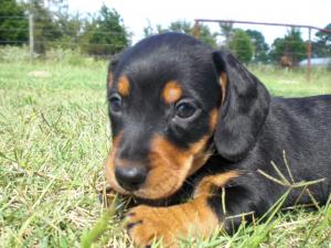 MiniatureDachshundPuppiesHealthyHappy