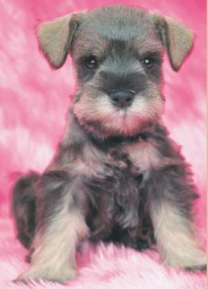 TeacupandToySchnauzerPuppies