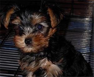 YorkshireterrierPups