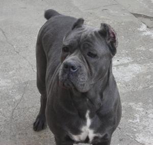 CaneCorsoPuppies