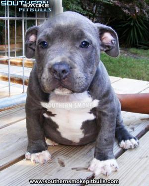 BluePitbullPuppiesforSale