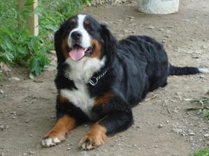 BerneseMountainDogPuppies