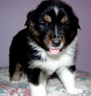 AustralianShepherdPuppiesForSale