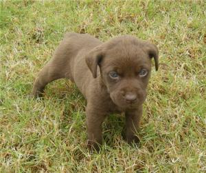 ChocolatelabChesapeakeBayRetrieverPuppies