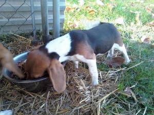 FemaleandMaleBeaglePuppies