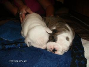 EnglishBulldogpuppies