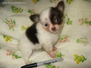 soangelicfemalechihuahuapuppyforanewhome