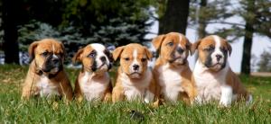 OldeEnglishBulldogpups