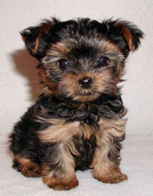 lovelyyorkiepuppiesforfreeadoption