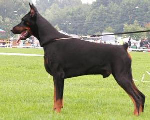 Topqualitydobermanpuppiesforsale