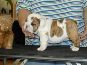 prettyenglishbulldogpuppyforanicehome