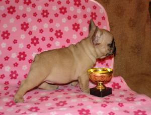 FRENCHBULLDOGPUPPIES