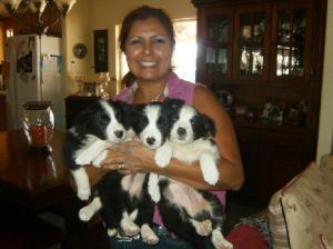 AKCTOPQUALITYBORDERCOLLIES