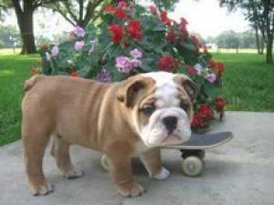 EnglishbulldogpuppyforsaleinDallas