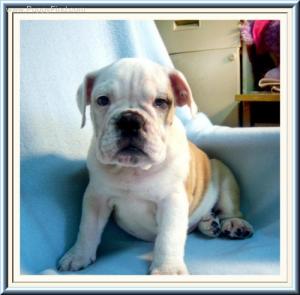 AKCXMASENGLISHBULLDOGPUPPY