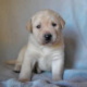 LabradorRetrieverPuppyForFree