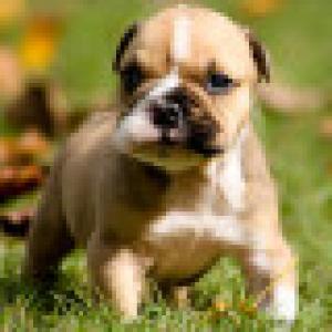 AdorableEnglishBulldogPuppyForFree