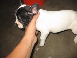 frenchbulldogpup