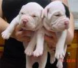 AmericanBullDogPups