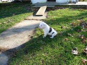 UKCRegisteredAmericanBullDogPuppy-Female