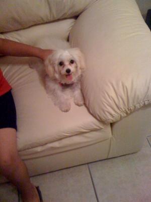 Maltipoo