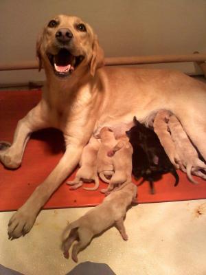 LabradorRetrieverPuppiesBlackandYellowGrea