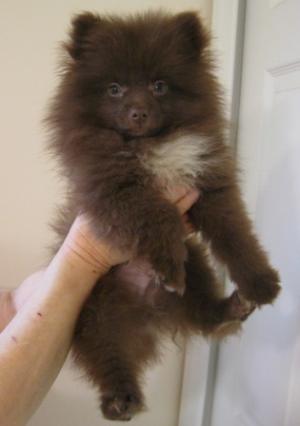 MFPomeranianPuppiesforSaleBeautiful