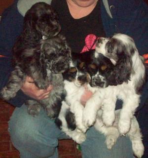 AKCCockerSpanielPuppies