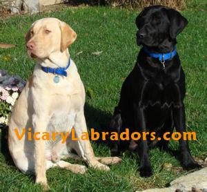 LabradorRetrieverPuppiesIndianaMichiganOhioI