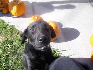 mthblacklabforsale