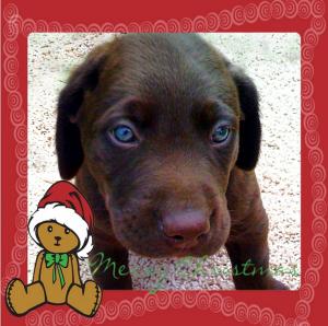 ChocolateLabPuppiesJustinTimeforChristmas