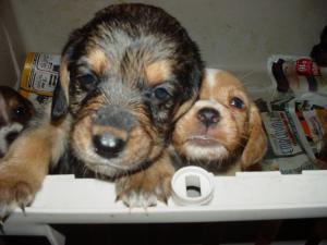 Bassethoundsandsheltiebassetsforsale