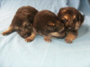 AKCGermanShepherdPuppies