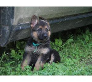 GermanShepherdpuppiesforsale