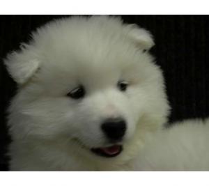 Samoyedpuppiesforsale