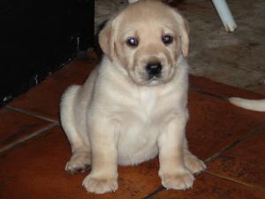 GoldenRetrieverpuppiesforsale