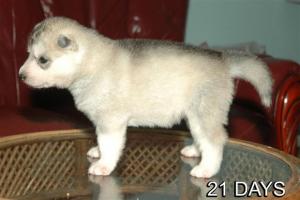 SiberianHuskypuppiesforsale