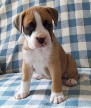 Boxerpuppiesforsale