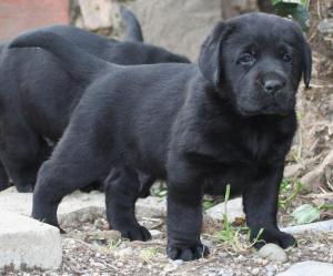 LabradorRetrieverpuppiesforsale