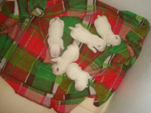 WestiepuppiesAvailable