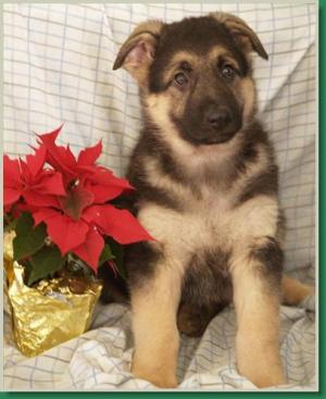 GermanShepherdPuppies