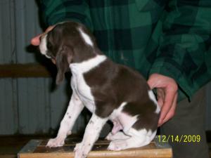 GermanShorthairpointer