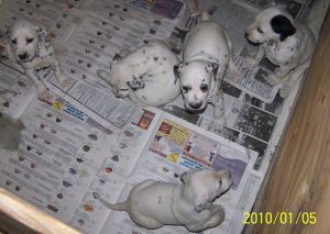 ReadyJanAKCDalmatianPuppies